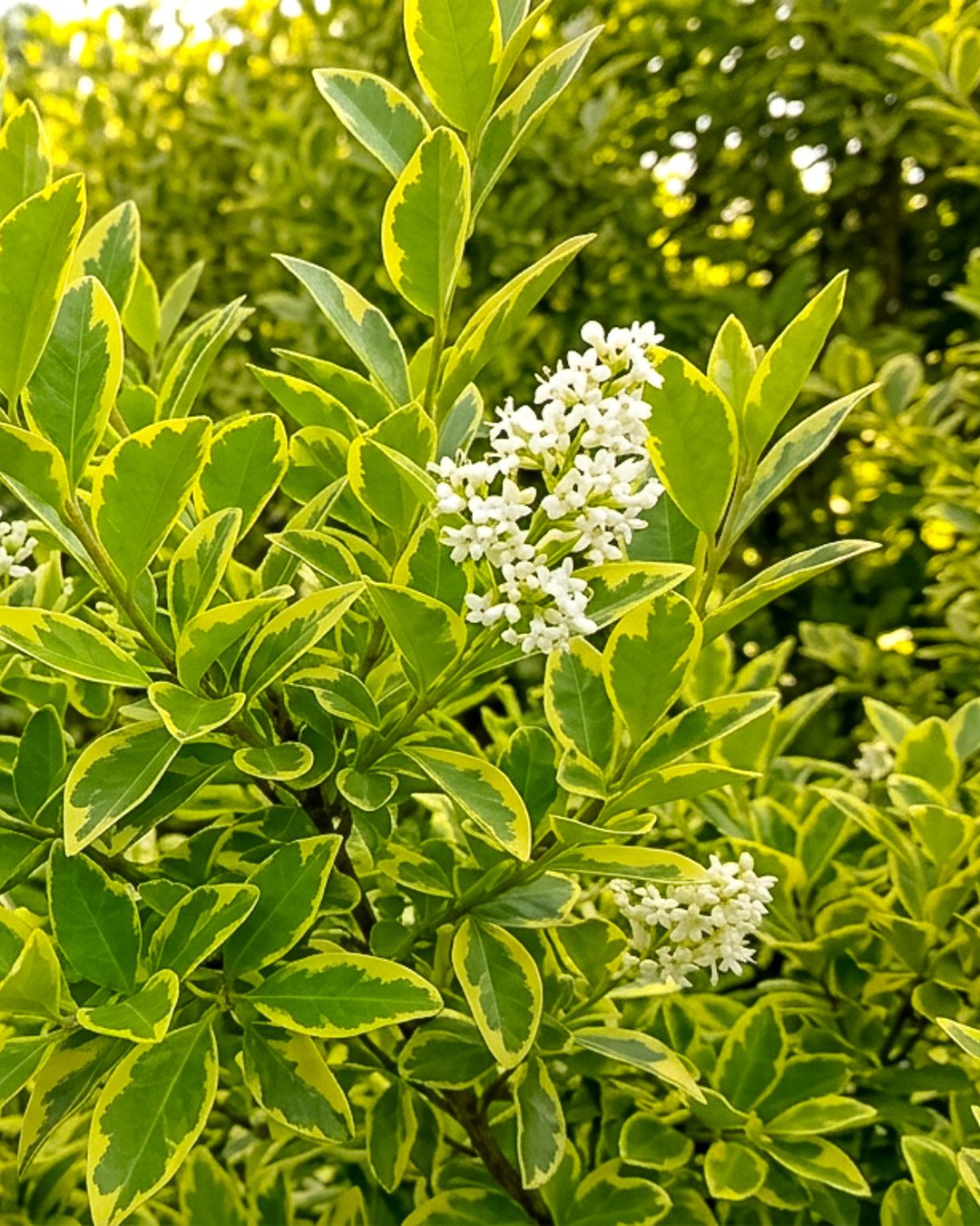 Ligustro variegato