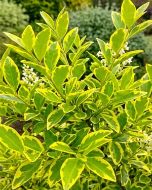 Ligustro variegato - immagine 2
