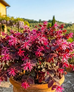 Loropetalum 'Fire Dance' - immagine 2