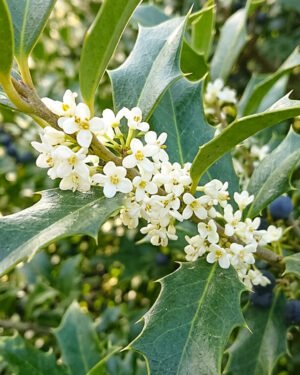 Osmanthus aquifolium - immagine 2