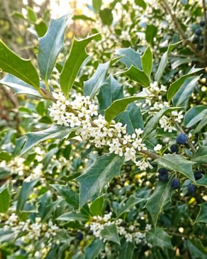 Osmanthus aquifolium