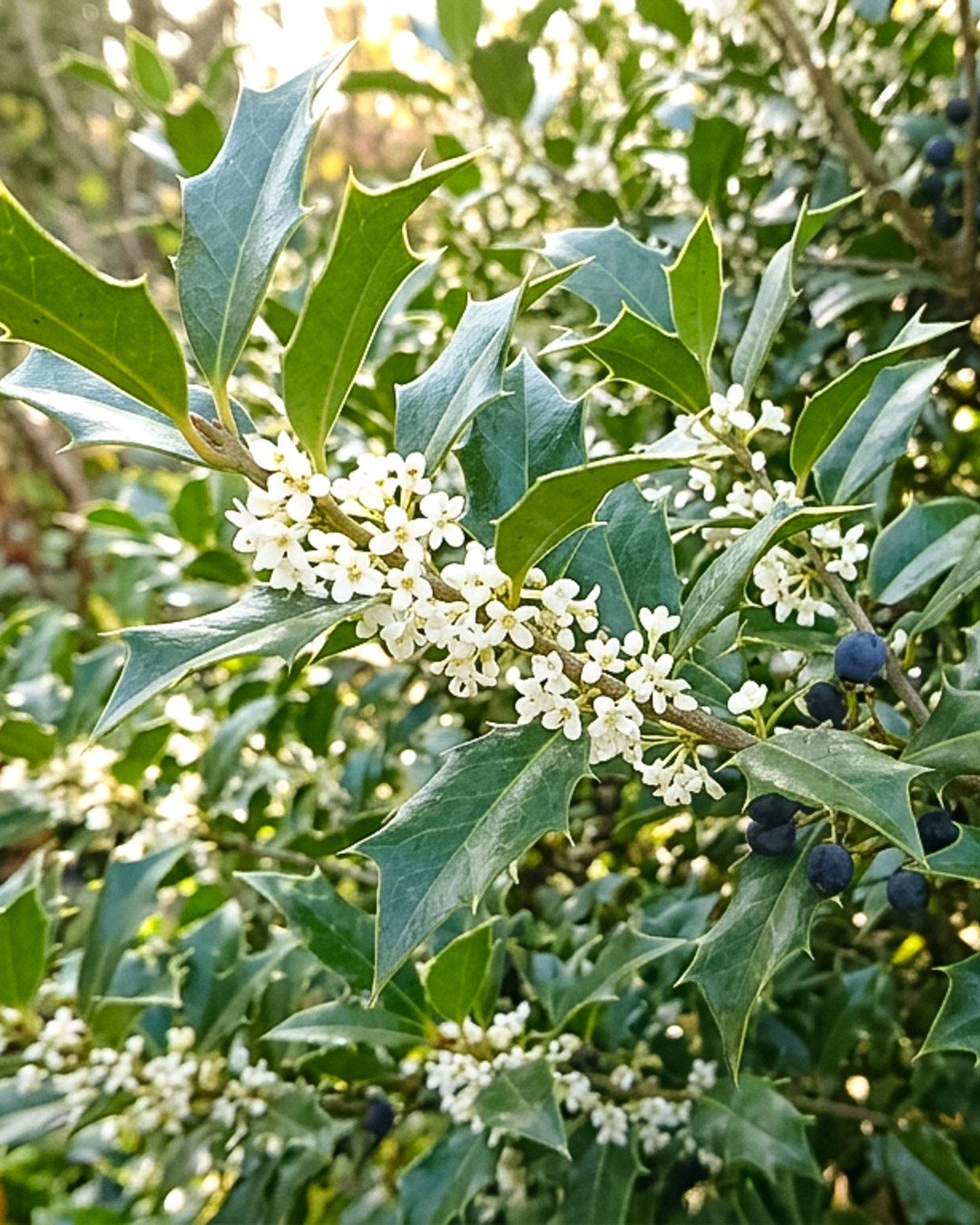 Osmantus aquifolium Osmanthus aquifolium - immagine 1