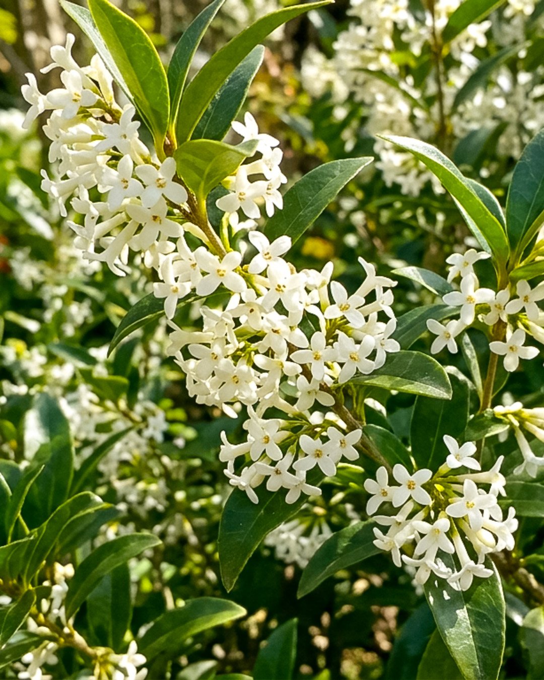 Osmarea burkwoodii