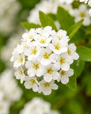 Spiraea × arguta - immagine 2