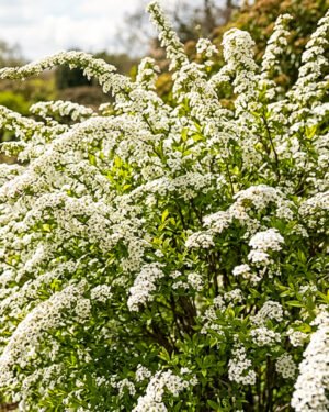 Spiraea × arguta