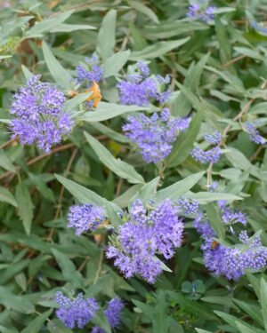 Caryopteris - immagine 2