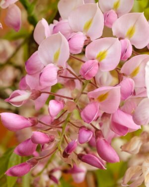 Glicine - immagine 2