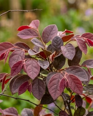 Loropetalum 'Fire Dance'