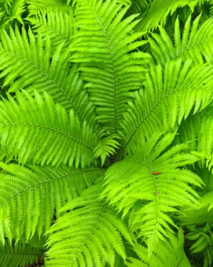 Matteuccia struthiopteris