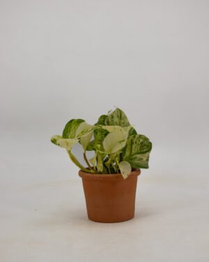 Scindapsus 'Happy Leaf' - immagine 3