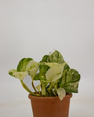 Scindapsus 'Happy Leaf' - immagine 4