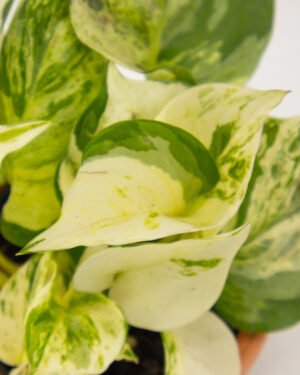 Scindapsus 'Happy Leaf'