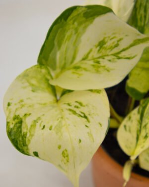 Scindapsus 'Happy Leaf' - immagine 2