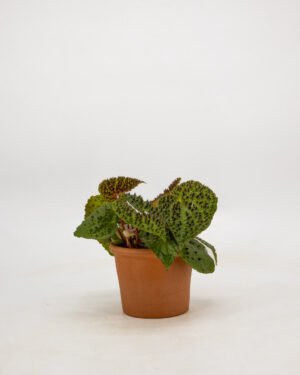 Begonia ferox - immagine 3