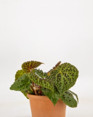 Begonia ferox - immagine 4
