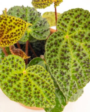 Begonia ferox