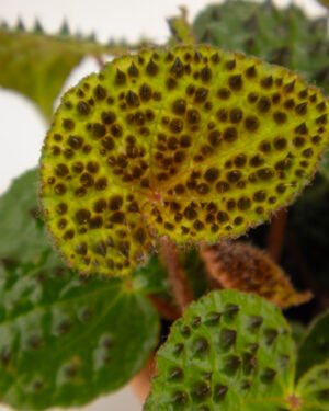 Begonia ferox - immagine 2