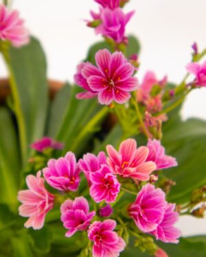 Lewisia