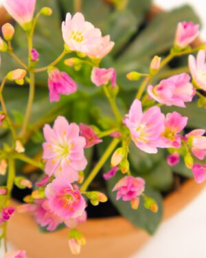 Lewisia - immagine 3