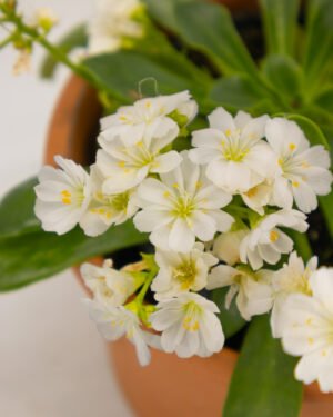 Lewisia - immagine 2