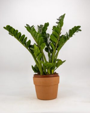 Zamioculcas 'Midori' - immagine 2