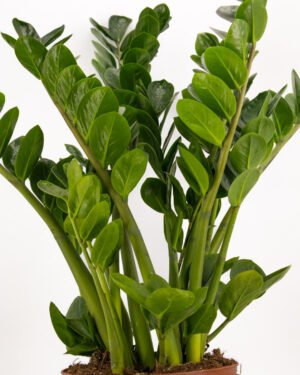 Zamioculcas 'Midori' - immagine 3