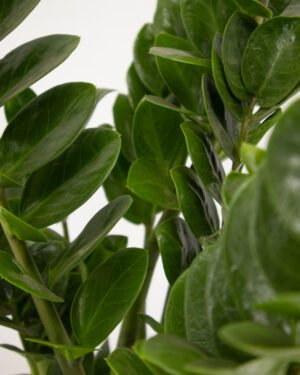 Zamioculcas 'Midori'