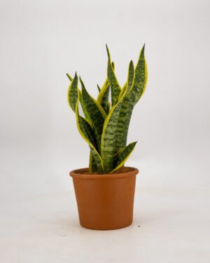 Sansevieria 'Superba'