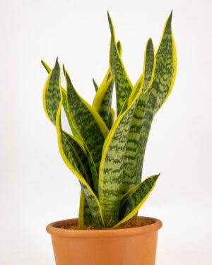 Sansevieria 'Superba' - immagine 3