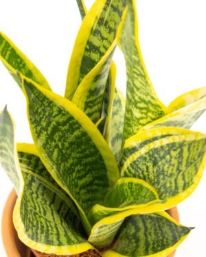 Sansevieria 'Superba' - immagine 2