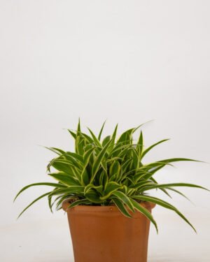 Chlorophytum - immagine 3