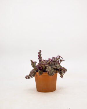 Tradescantia 'Purple Passion' - immagine 3