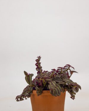 Tradescantia 'Purple Passion' - immagine 4