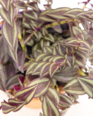 Tradescantia 'Purple Passion' - immagine 2