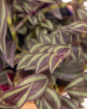 Tradescantia 'Purple Passion'