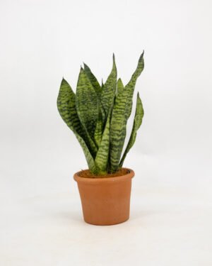 Sansevieria 'Super Green'