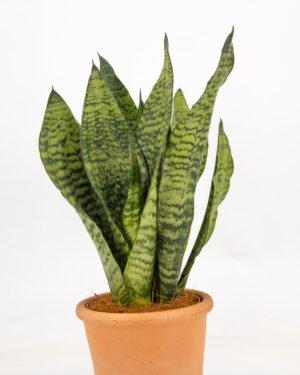 Sansevieria 'Super Green' - immagine 2