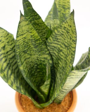 Sansevieria 'Super Green' - immagine 3