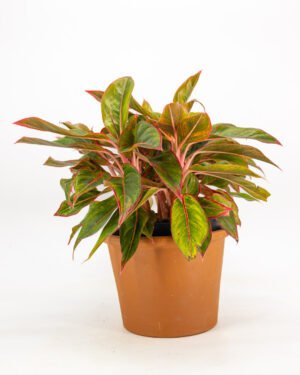 Aglaonema 'Jungle Red' - immagine 2