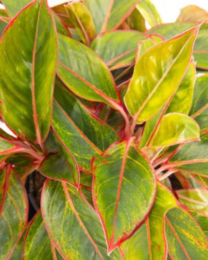 Aglaonema 'Jungle Red'