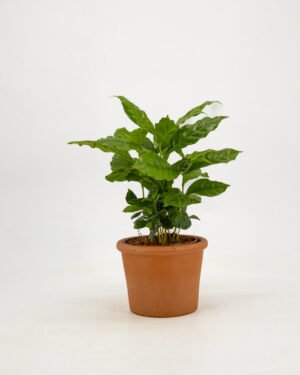 Coffea Arabica - immagine 4