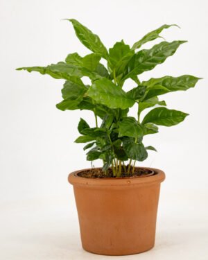 Coffea Arabica - immagine 3