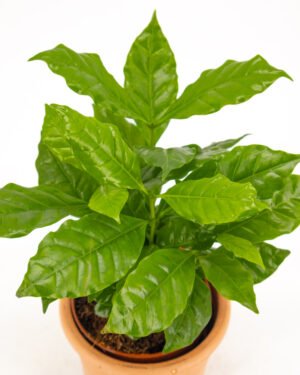 Coffea Arabica - immagine 2