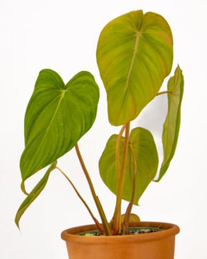 Philodendron Pastazanum x McDowell - immagine 3