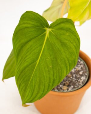 Philodendron Pastazanum x McDowell