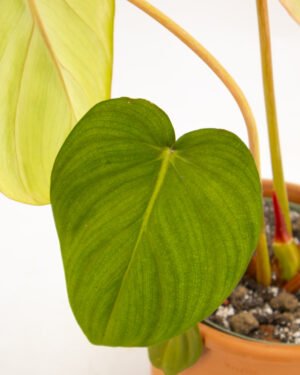 Philodendron Pastazanum x McDowell - immagine 2