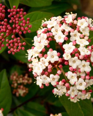 Viburnum tinus 'Spirit' - immagine 2