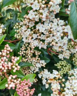 Viburnum tinus 'Spirit'
