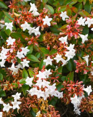 Abelia foglia verde - immagine 2