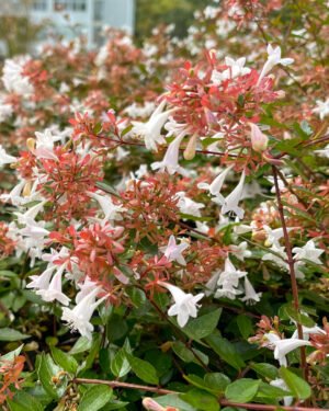 Abelia foglia verde - immagine 3